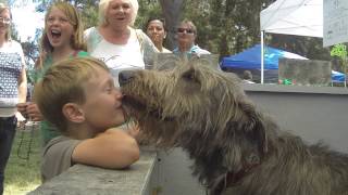 Irish Wolfhound Kissing Booth SLO MO