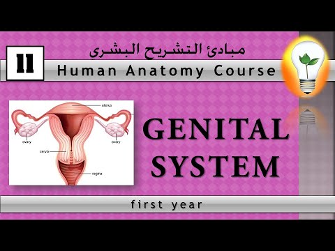 Human Anatomy Course 11 – Genital System تشريح الجهاز التناسلي