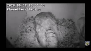 1ère visite en couple pour les chouettes effraies !