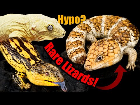 Rarest Lizard Collection in the USA? Insane Tour!!!