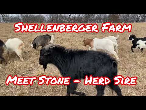Meet Stone - Herd Sire