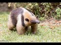 Northern Tamandua Tamadua Maxicana Video 4k Nature Ultra HD Nature S Sweet Tales