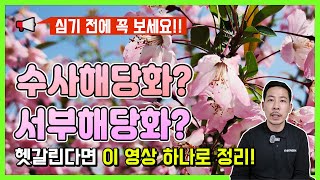 수사해당화? 서부해당화? 헷갈린다면 이 영상 하나로 정리!" 심기 전에 꼭 보세요!!