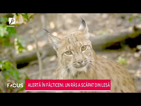 Alertă în Fălticeni. Un râs a scăpat din lesă