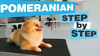 Sweet little POMERANIAN GROOMING [CC] / Haircut / Bathing / Undercoat removing / How to / Dog salon