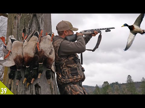 Solo Pacific Flyway MALLARD Limit (All Drakes!) | Duck Hunting