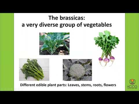 , title : 'Growing Brassicas in Your Garden - 2022 KCCG Workshop'