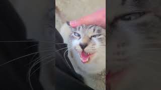 野良猫との戯れ102 #野良猫