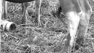 Download lagu Iwan Fals - Si Tua Sais Pedati mp3 Download lagu Iwan Fals - Si Tua Sais Pedati mp3