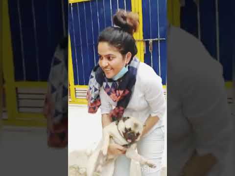 My babu pug  PABLO'S first visit to the KENNEL