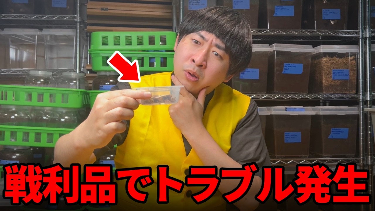 ある虫に偽物疑惑がかけられたので真相を暴きます