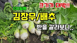 늦게 수확한 김장배추/무 100일째 크기가 대박 겨울에도 잘라요 반을 갈라보니... #배추키우기