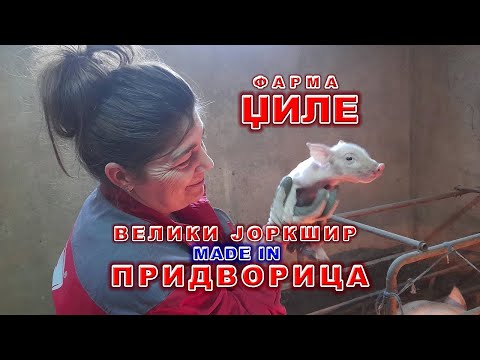Џиле - фарма свиња у Придворици