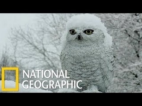National Geographic  Documentary  Birds   Snowy Owl HD     Nat Geo Wild