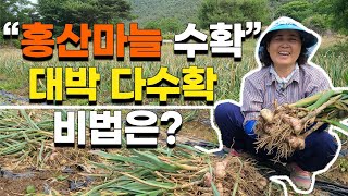 올해 비싸다는 마늘수확 현장, 손으로 뽑아도 잘뽑힌다? - 홍산마늘 수확 the harvest of red …
