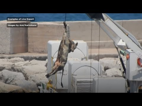 Undercover Investigations - Mercy For Animals Undercover Investigations