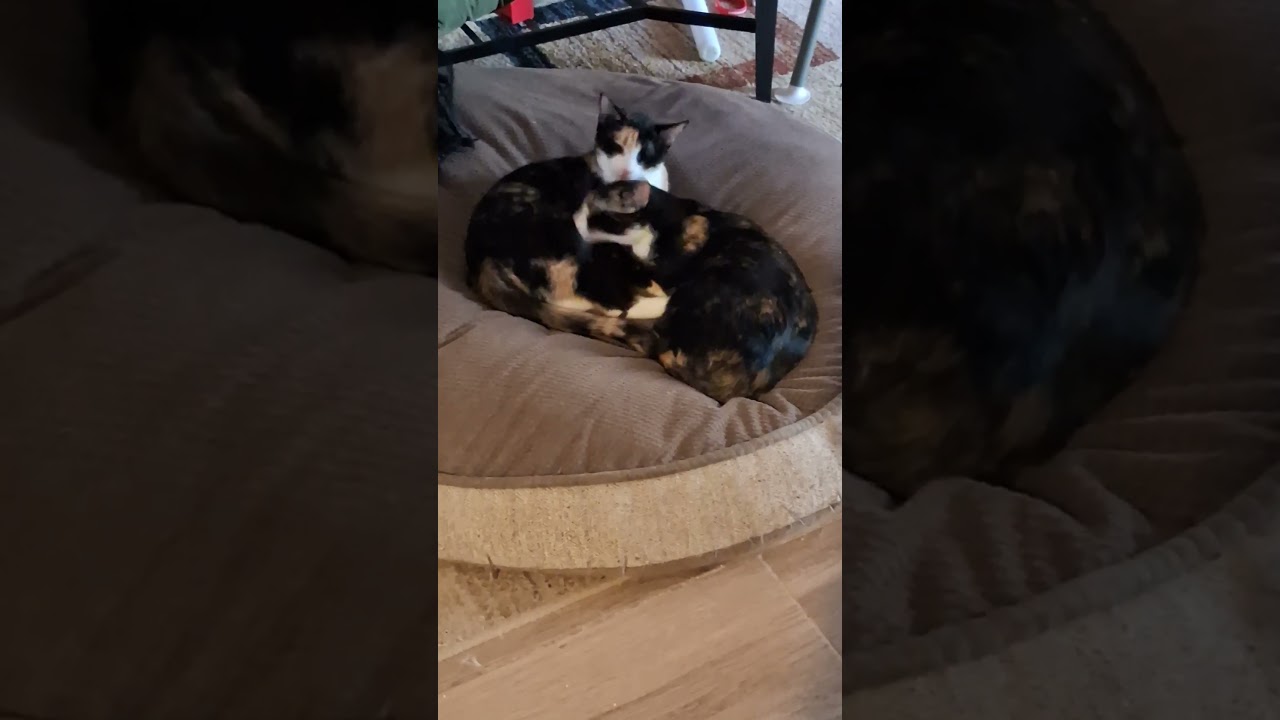 Enlarge Kiwi and Peaches, an adoptable mixed breed in Coppell, TX video 2/6