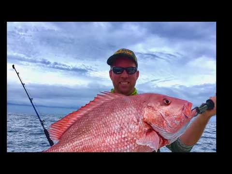 20-pound amberjack errrr red snapper