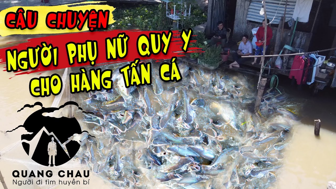 Ly kỳ hơn 2 tấn cá quy tụ lại nhà nghe kinh Phật hằng ngày trên sông Miền Tây