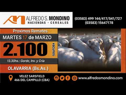 17-03-20 - Alfredo S. Mondino en Olavarría - 2100 Vacunos