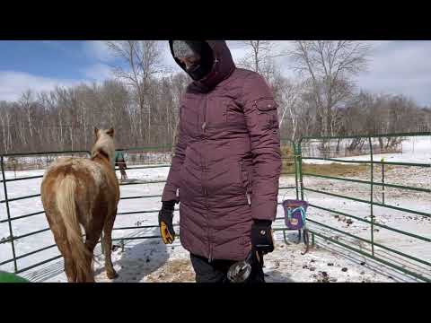 Feeding a Feral Horse by Hand | Session #2 of +R with Peanut