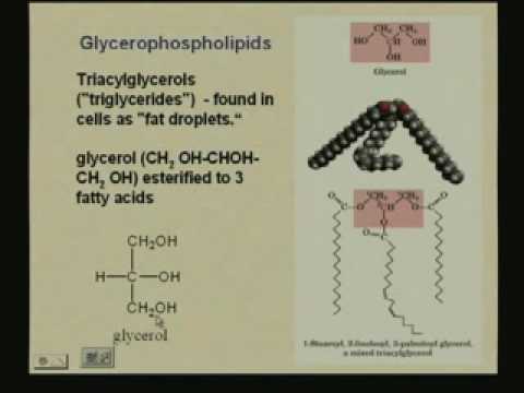 Lipids and Membranes 1