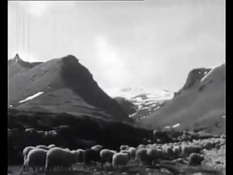 Šarplaninci na Šar planini