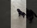 Cockapoo dogs for sale: Cain - Video 1