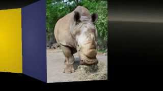 preview picture of video 'Knoxville Zoo-Knoxville, Tennessee'