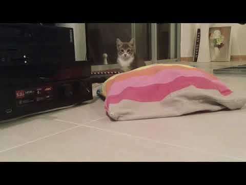 Meet Brynn (a awesome cat