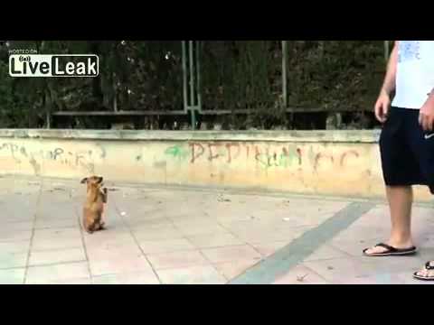 pies zdechl po strzale niezle