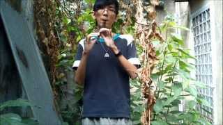 Cruachan - Maeves March (tin whistle cover)