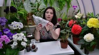 Размножение клубневых бегоний