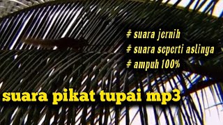 Download lagu suara pikat bajing/tupai memanggil temannya mp3