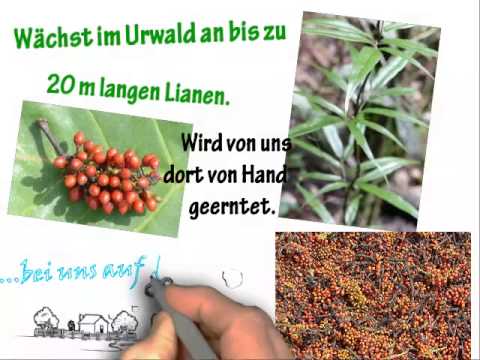 Voatsiperyferi Pfeffer, Urwaldpfeffer aus Madagaskar