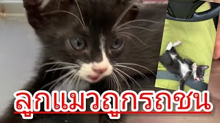 ลูกแมวโดนรถชน ระบบประสาทรวนทำให้บังคับขาหลังไม่ๆได้