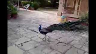 preview picture of video 'Peacock - Satara 25th august 2013'