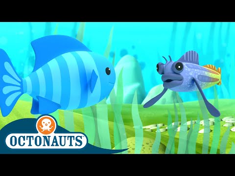 Combtooth Blenny and The Oarfish
