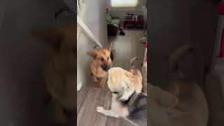 Video preview image #1 Siberian Husky-Unknown Mix Puppy For Sale in Gretna, NE, USA