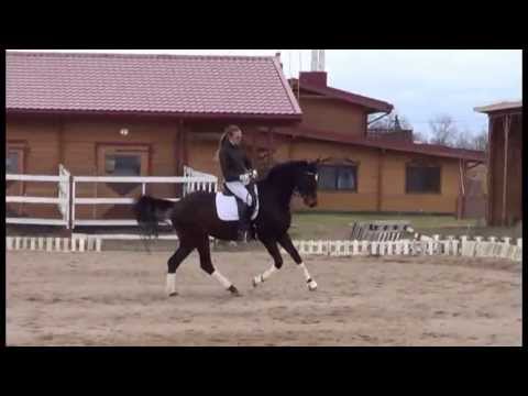 Lafontenas MG 7,5 yrs old dressage horse training 2013 April