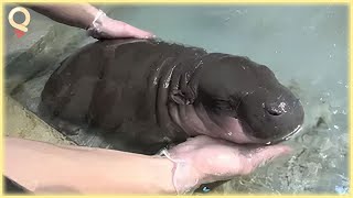 Baby Hippo Takes Her First Bath