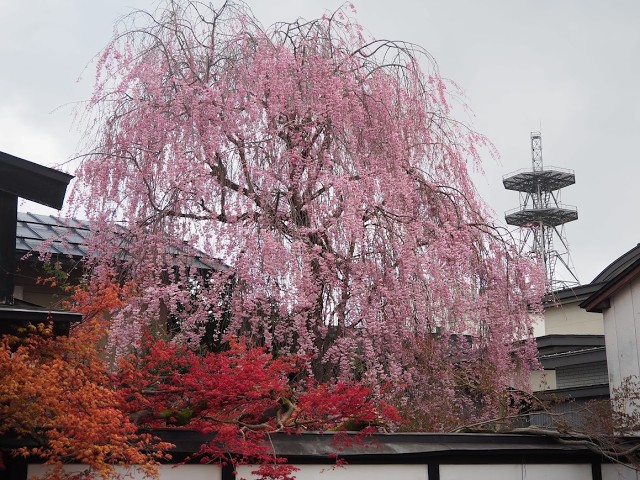 2026年【角館の桜】開花状況　4月19日 田町武家屋敷通り