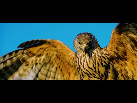 FESTR & RFLX - LÍTAT (OFFICIAL VIDEO)