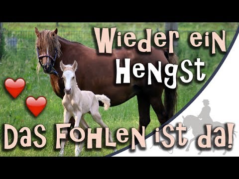 Wieder ein Hengst! Beautys Fohlen ist da - Der erste Tag