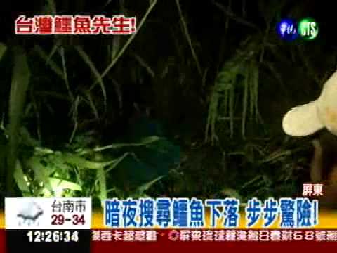 勇擒153公分巨鱷 華視全程跟拍!