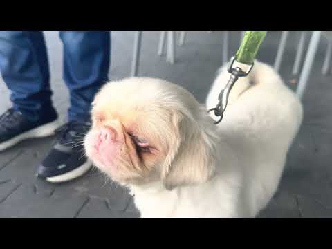 Perros albinos hermosos porto