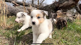 Video preview image #4 Border Collie Puppy For Sale in STRAFFORD, MO, USA