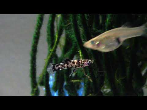 Dalmatian Mosquitofish 30 Gallon Update (Melanistic Gambusia Holbrooki)