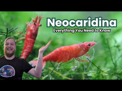 Neocaridina Shrimp - Everything You Need to Know