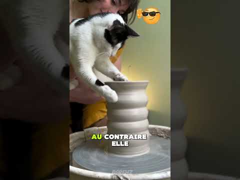 Un Chat Aux Pattes Magiques 🐱 #shorts